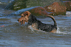 playing Welsh Terrier