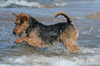 playing Welsh Terrier