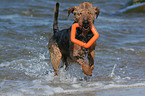 running Welsh Terrier