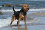 standing Welsh Terrier