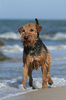 standing Welsh Terrier