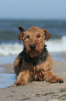 lying Welsh Terrier