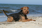 lying Welsh Terrier