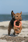 running Welsh Terrier