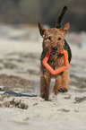 running Welsh Terrier