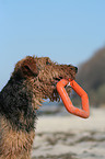 Welsh Terrier Portrait