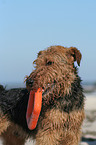 Welsh Terrier Portrait