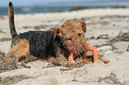 lying Welsh Terrier