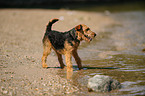 Welsh Terrier