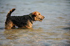 bathing Welsh Terrier