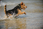 bathing Welsh Terrier