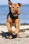 playing Welsh Terrier