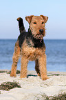 Welsh Terrier