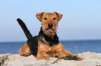 lying Welsh Terrier