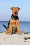 sitting Welsh Terrier