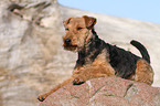 lying Welsh Terrier