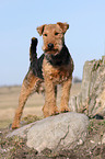 Welsh Terrier