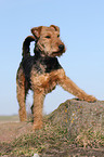 Welsh Terrier