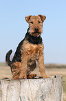 sitting Welsh Terrier