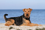 lying Welsh Terrier