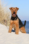 Welsh Terrier