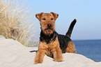 lying Welsh Terrier