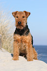 sitting Welsh Terrier