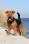 Welsh Terrier