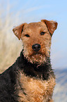 Welsh Terrier Portrait