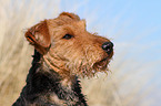 Welsh Terrier Portrait