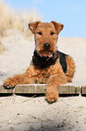 lying Welsh Terrier