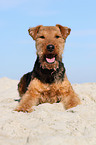 lying Welsh Terrier