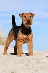 Welsh Terrier