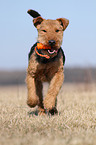 playing Welsh Terrier