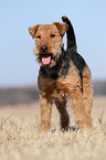 Welsh Terrier