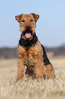 sitting Welsh Terrier