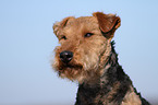 Welsh Terrier Portrait