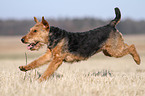 running Welsh Terrier