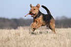 playing Welsh Terrier