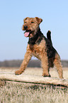 Welsh Terrier