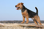 Welsh Terrier