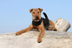 lying Welsh Terrier