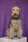 sitting Welsh Terrier