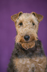 Welsh Terrier portrait