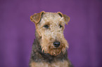 Welsh Terrier portrait