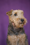 Welsh Terrier portrait