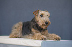 lying Welsh Terrier