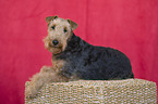 lying Welsh Terrier