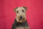 Welsh Terrier portrait