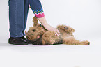 fondling a Welsh Terrier